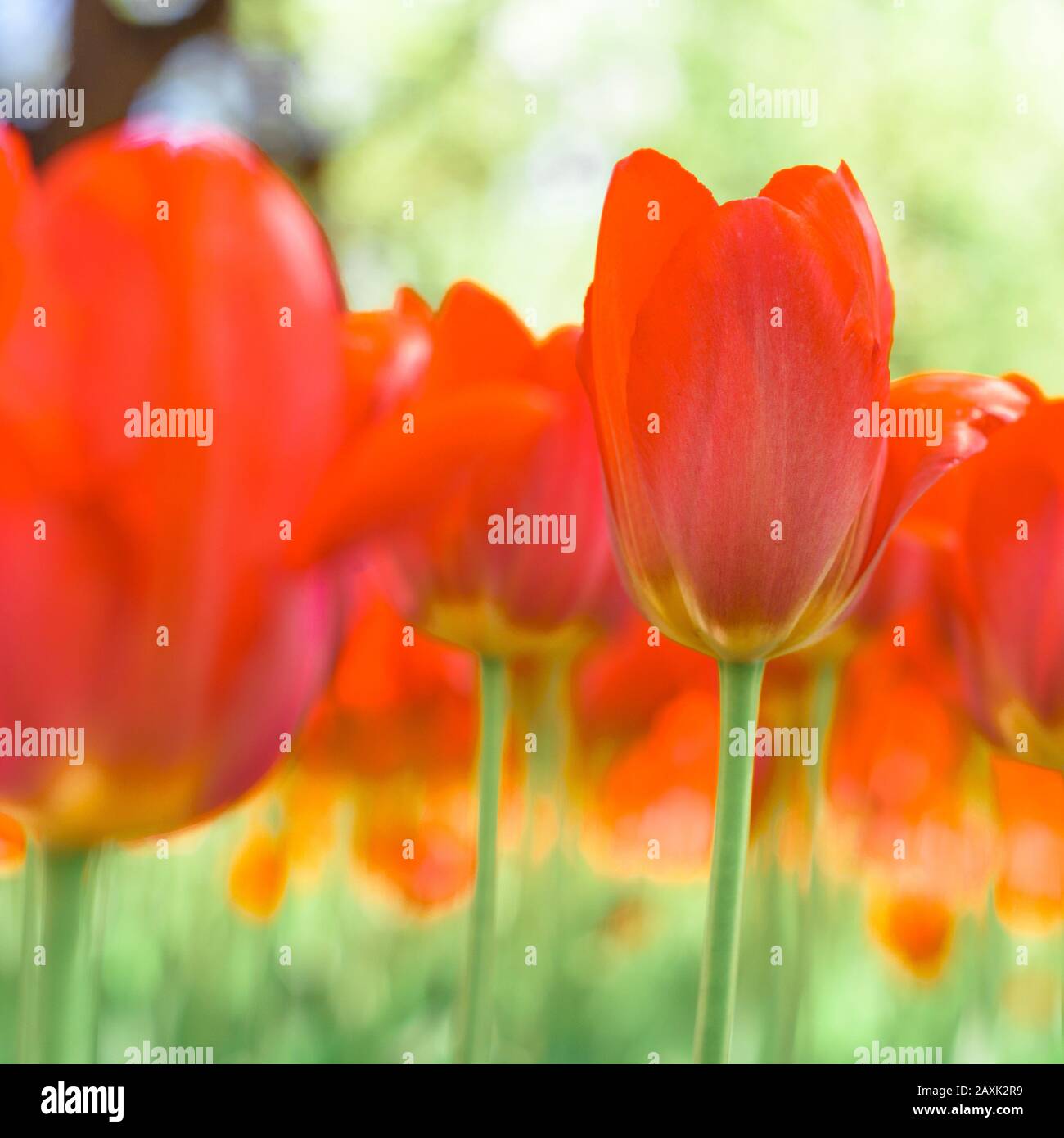 fleurs de tulipe printanière dans le jardin, ambiance romantique et rêveuse, lave luxuriante et couleurs aqua menthe Banque D'Images