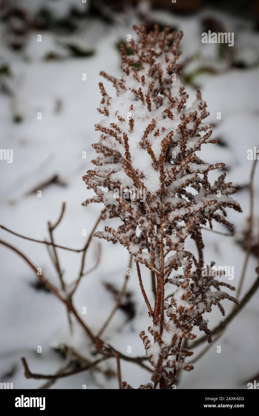 Astilbe x arendsii 'voile de mariée', boulevard, neige, hiver Photo Stock -  Alamy