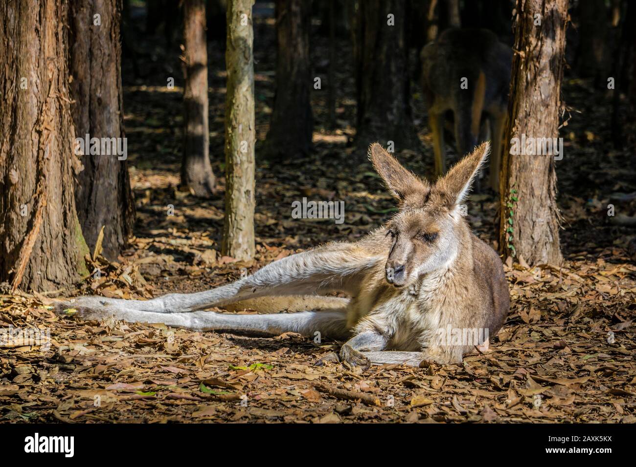 En Australie, le kangourou Banque D'Images