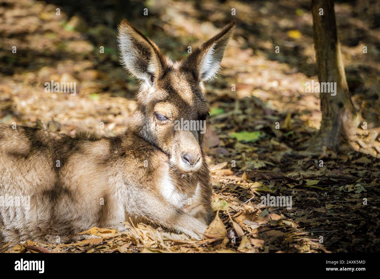En Australie, le kangourou Banque D'Images