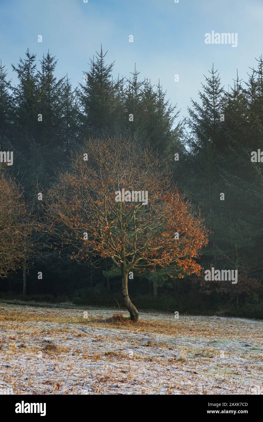 Arbre à feuilles larges et conifères en hiver. Banque D'Images