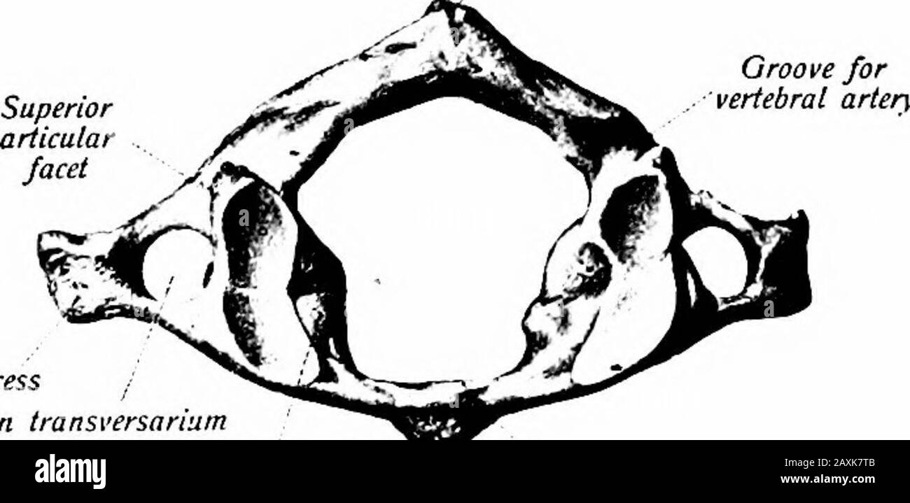 Un manuel d'anatomie . Derrière l'eachtubercle se trouve un foramen nutritif. L'arc ventral (arcus antérieur) est plus épais au milieu formant ici, sur sa surface ventrale, le venaltubercle {tubercule antérieur); sa surface dorsale présente une facette {foveadentis) pour l'articulation avec les dens de l'épistropheus ou de l'axe.l'arche dorsale {arcus postérieur) provient des processus transversaux de masse latérale. À son origine, il est aplati du dessus vers le bas et limite une rainure, dorsale à la facette articulaire, qui étend LA COLONNE VERTÉBRALE 27 aux foramen transversaux. Cette rainure est occupée par le vert Banque D'Images
