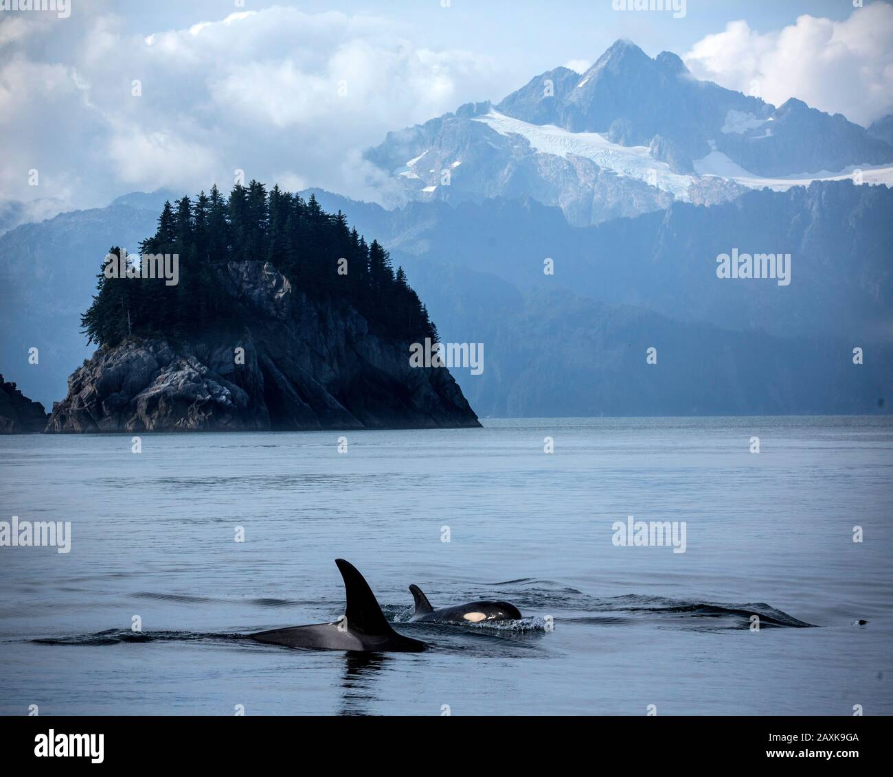 Fjord Orca im Kenai Banque D'Images