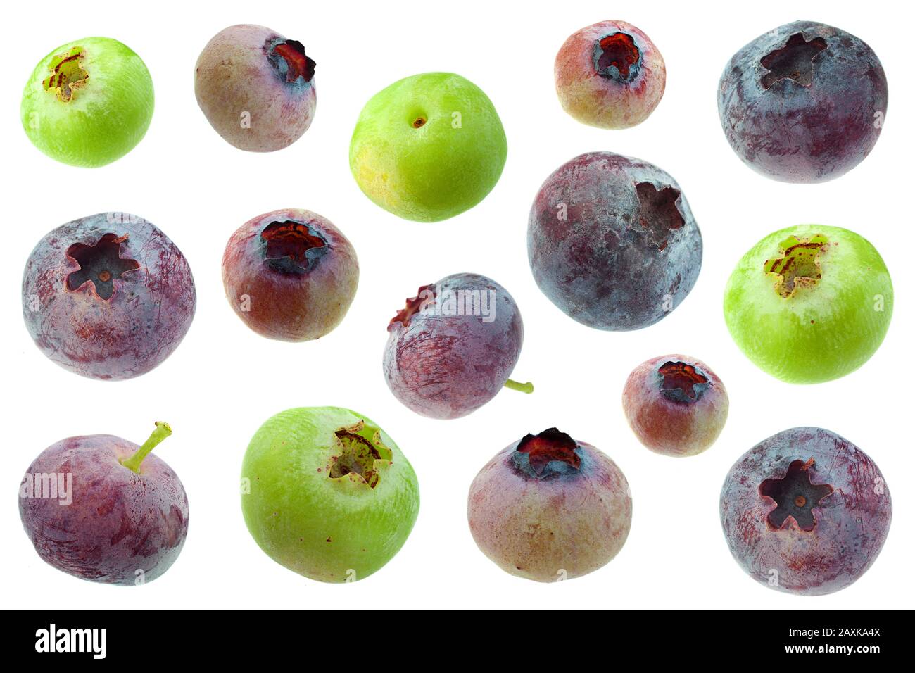 Bleuet avec fermeture de feuilles isolée sur fond blanc Banque D'Images