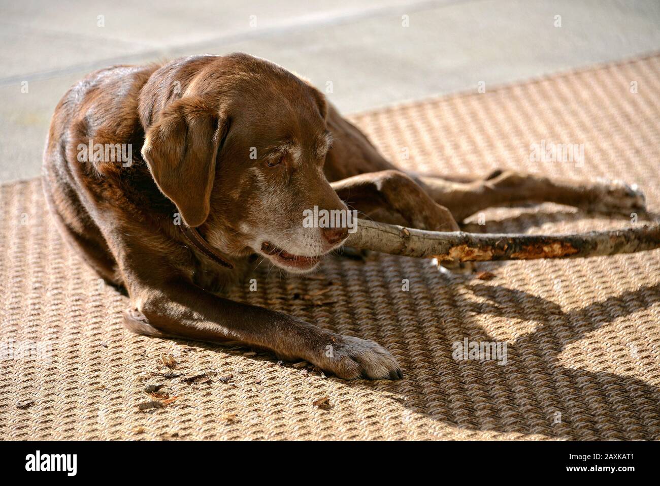 Labrador chien mâche sur un bâton, Petaluma, Californie, États-Unis Banque D'Images