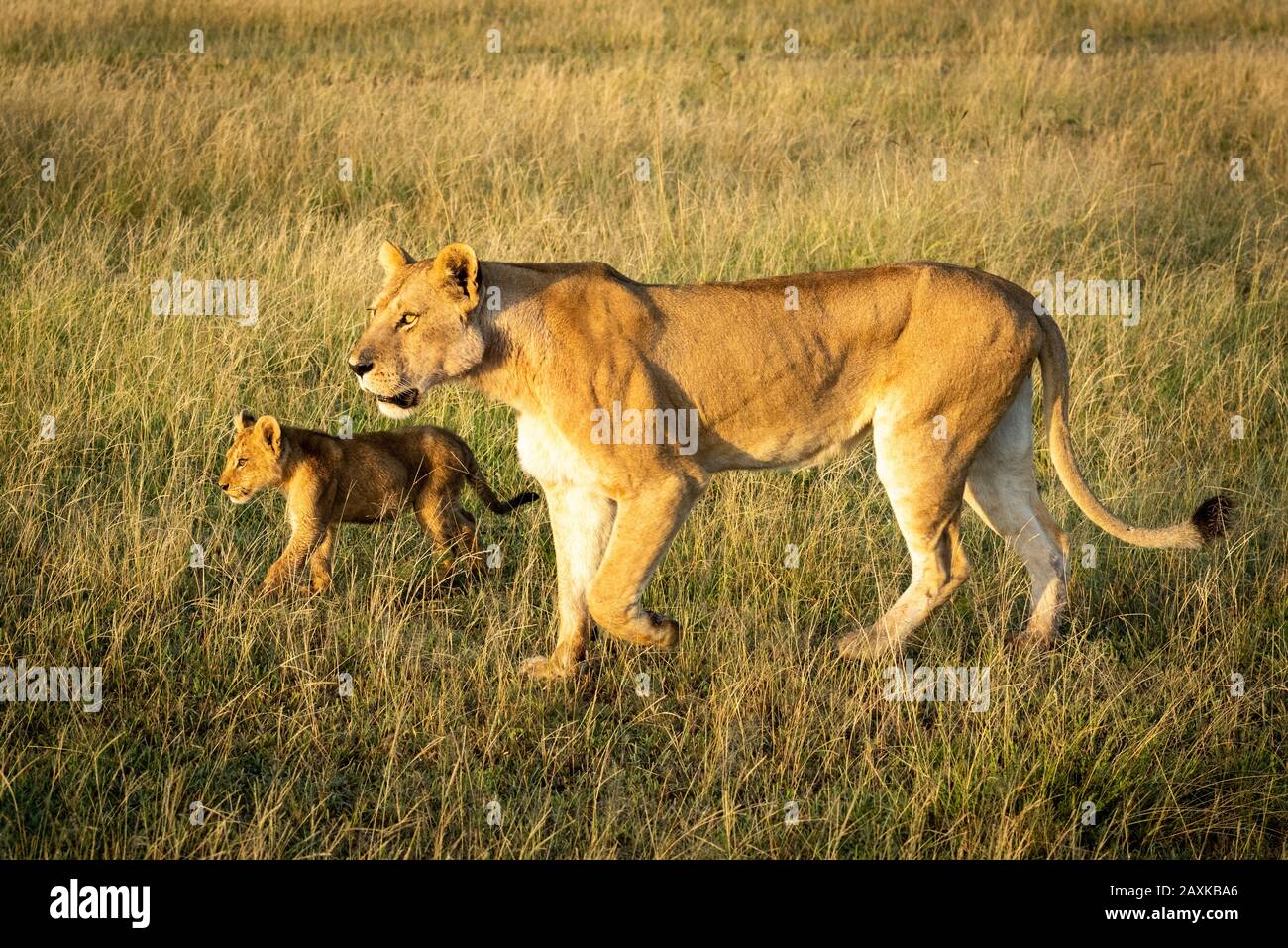 Lioness traverse une herbe longue avec cub Banque D'Images