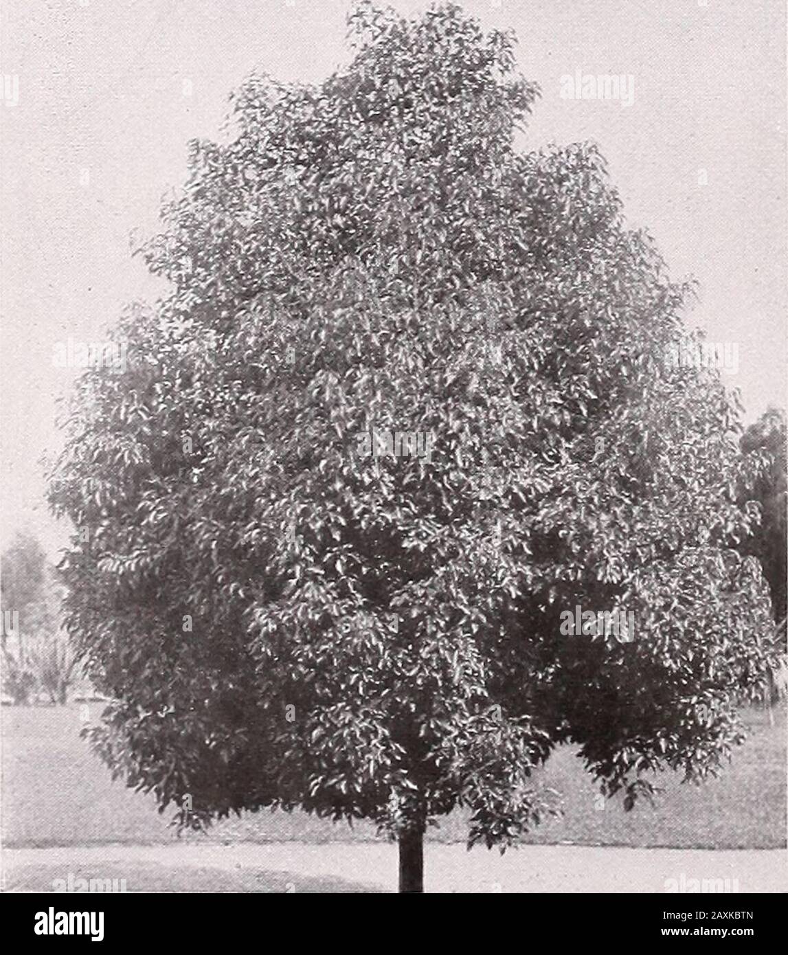Armstrong Nurseries . y transplantedavec peu de risque de perte de l'enlèvement. Acacia Balleyana. Le feuillage de type fougère est d'une fonte bleutée. Au printemps, de longs vaporisateurs de fleurs jaunes de citron enveloppent complètement l'arbre. 75 cchacun, 6 $ par 10. 50 c chacun, 3 à 4 pi. A. cultriformis. Une variété naine-croissante, avec le feuillage bleu-ish et de petites triangularfeuilles en forme de singulière; des fleurs jaunes vives. 50 à 4 pi A. latifolla. Arbre d'une habitude de propagation. Les fleurs sont jaunes; les feuilles sont en forme de lance. Un des bestAcacias pour le parc et le terrain. 50 à 4 pi A. melanoxylon. Acac De Blackwood Banque D'Images