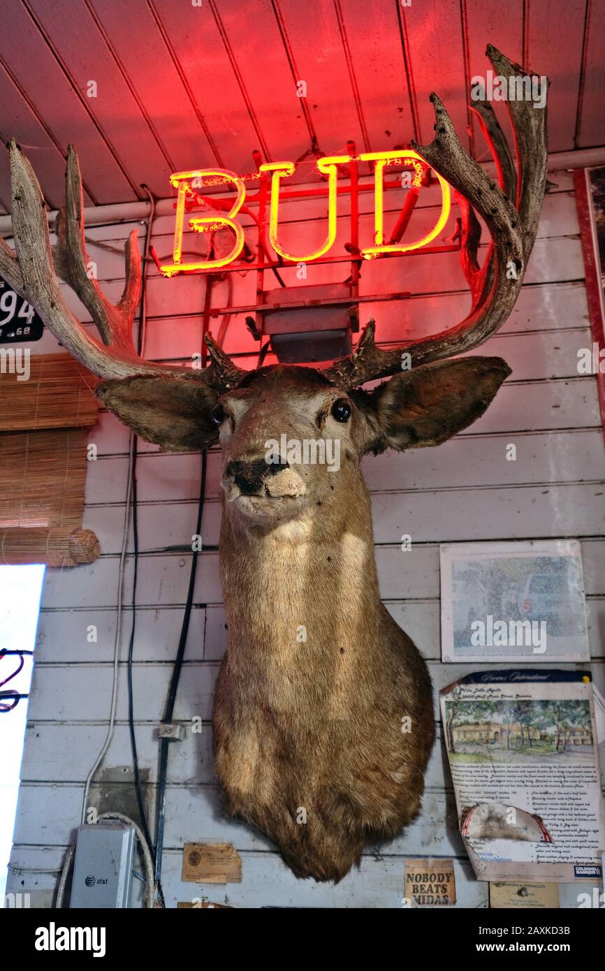 Deer Head à Ernie's Tin Bar sur Lakeville Highway, Petaluma, Californie, États-Unis Banque D'Images