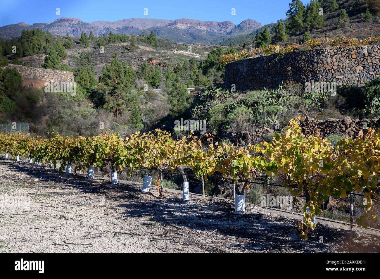 Paysage d'hiver ensoleillé avec vue sur les vignes mitoyennes situé sur les pistes de montagnes près de la ville de Vilaflor, région viticole d'Abona sur l'île de Tenerife Banque D'Images