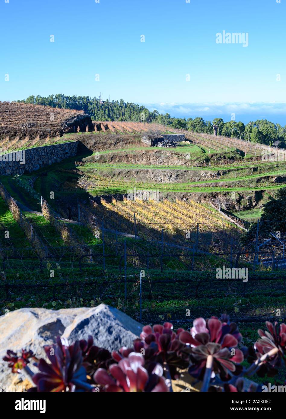 Paysage d'hiver ensoleillé avec vue sur les vignes en terrasses situées au-dessus des nuages sur les pistes de montagnes près du village Puntagorda, production de vin du nord r Banque D'Images