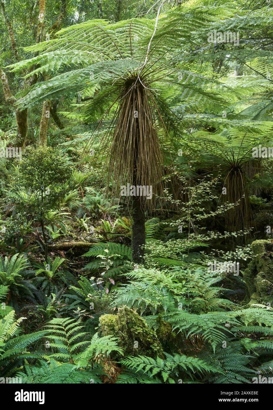 Forêt Tropicale, Parc National Te Urewera, Hawke'S Bay, Île Du Nord, Nouvelle-Zélande, Océanie Banque D'Images