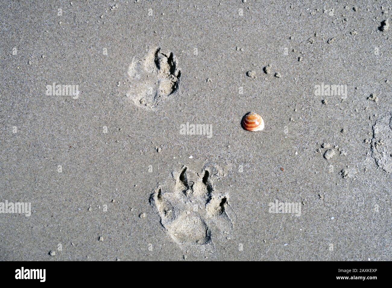 Reproductions de paw de plage de tel Aviv Israël et coquille simple Banque D'Images