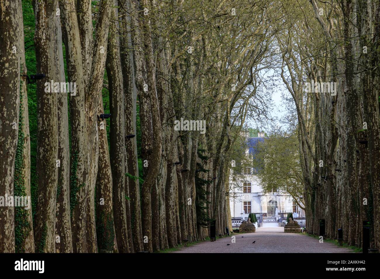 France, Indre et Loire, Vallée de la Loire classée au patrimoine mondial par l'UNESCO, Chenonceaux, Parc et jardins du Château de Chenonceau, grande allée d'honneur li Banque D'Images