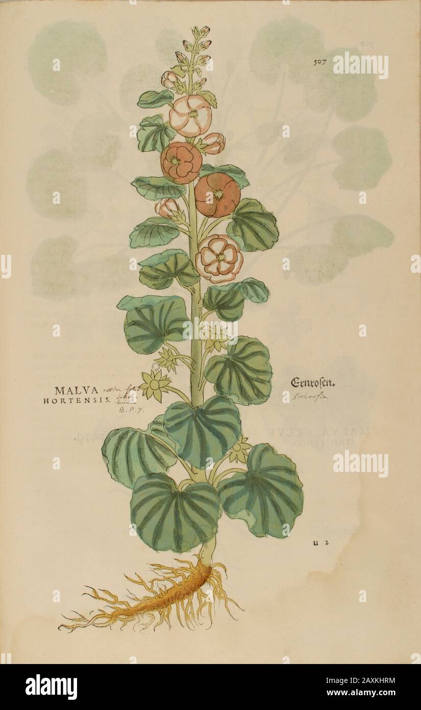 Mauve XVIe siècle, aquarelle, peint à la main, gravure botanique de Leonhart Fuchs livre d'herbes: De Historia Stirpium Commentarii Insigne Banque D'Images