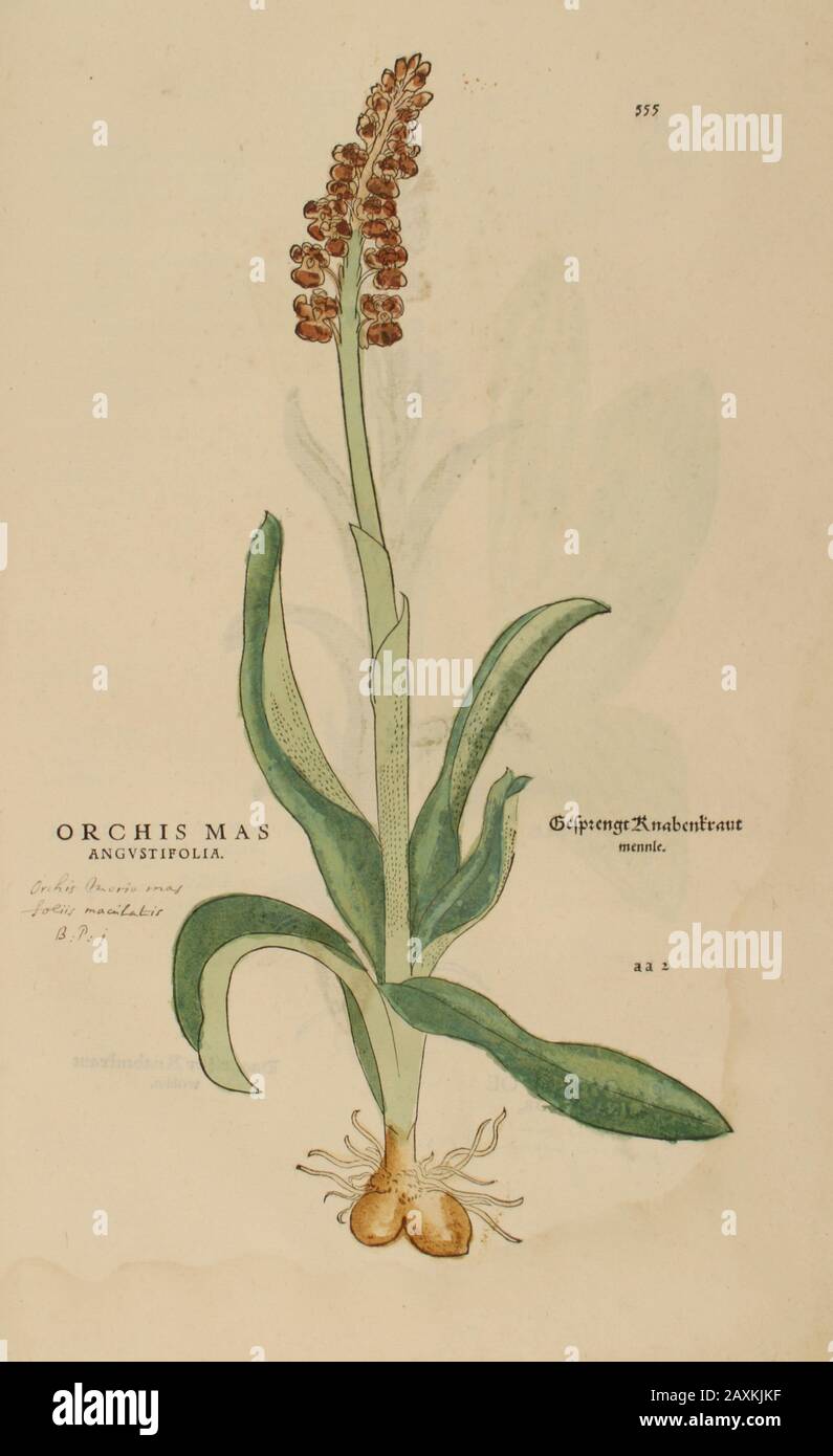 Orchid XVIe siècle, aquarelle, peinture à la main, gravure botanique de Leonhart Fuchs livre d'herbes: De Historia Stirpium Commentarii Insigne Banque D'Images