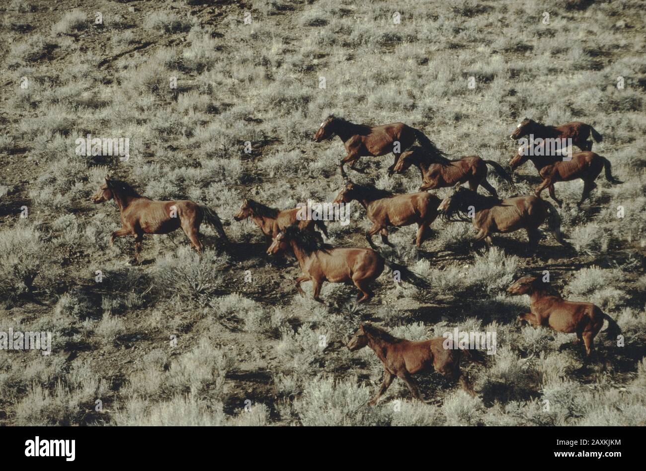 Nevada desert animals Banque de photographies et d'images à haute résolution - Alamy Nevada desert animals Banque de photographies et d'images à haute résolution - Alamy