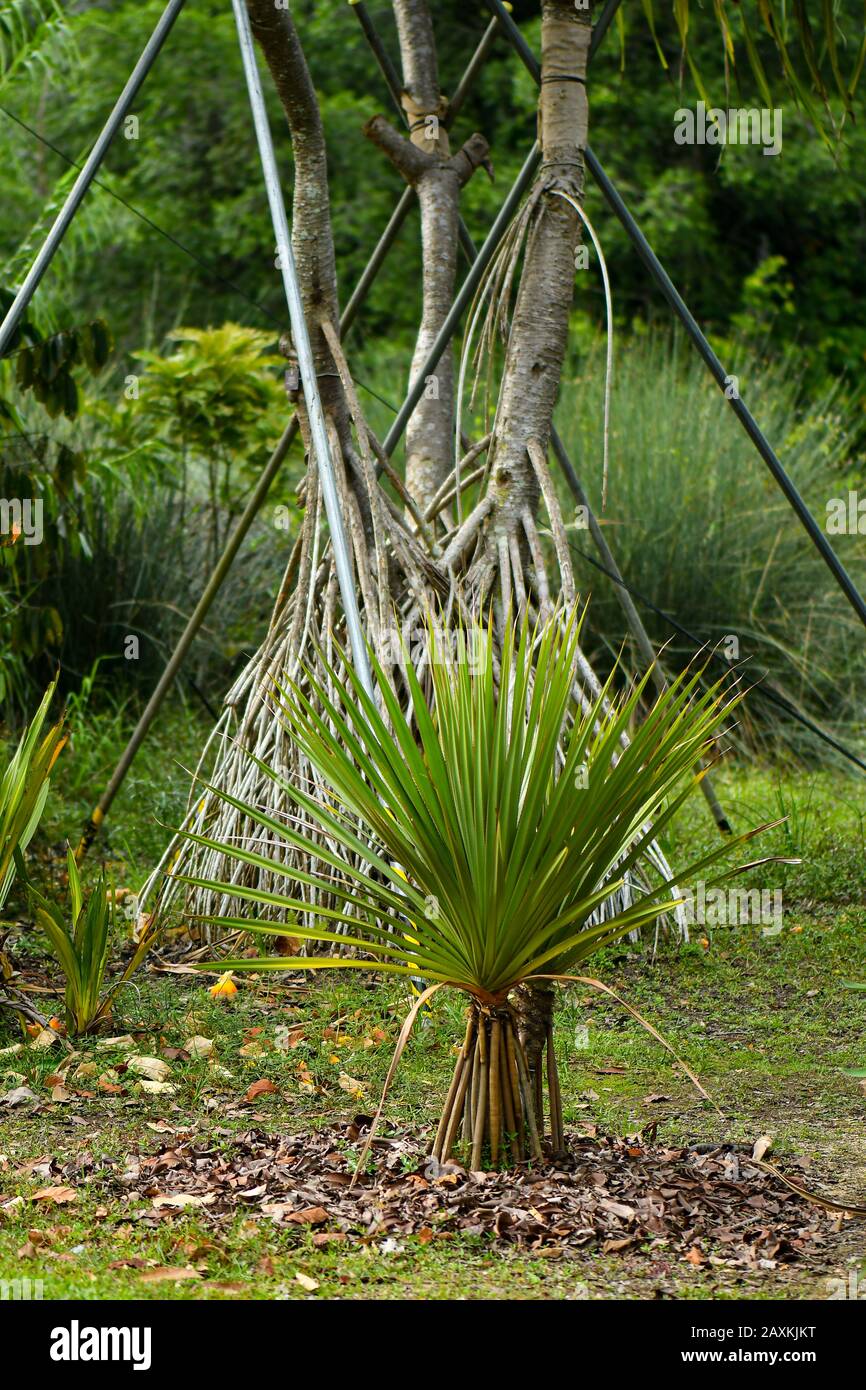 Arbre de vis et fruits communs Banque D'Images