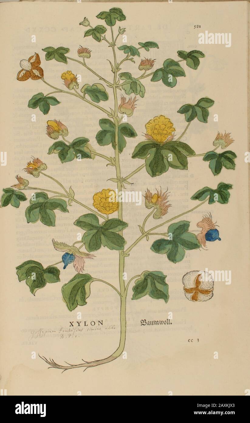 XVIe siècle, aquarelle, peinture à la main gravure botanique imprimé de Leonhart Fuchs livre d'herbes: De Historia Stirpium Commentarii insignes Publis Banque D'Images