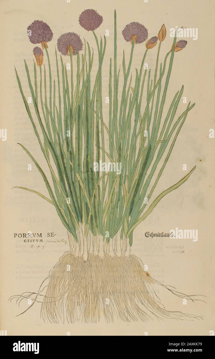 Porrum, XVIe siècle, aquarelle, peint à la main, gravure botanique de Leonhart Fuchs livre d'herbes: De Historia Stirpium Commentarii Insigne Banque D'Images