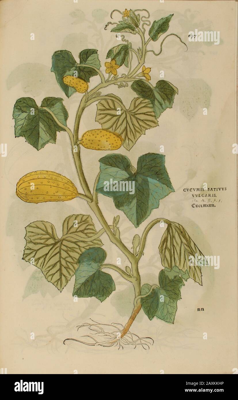 Cucumis, XVIe siècle, aquarelle, peint à la main imprimé botanique de bois de Leonhart Fuchs livre d'herbes: De Historia Stirpium Commentarii Insign Banque D'Images