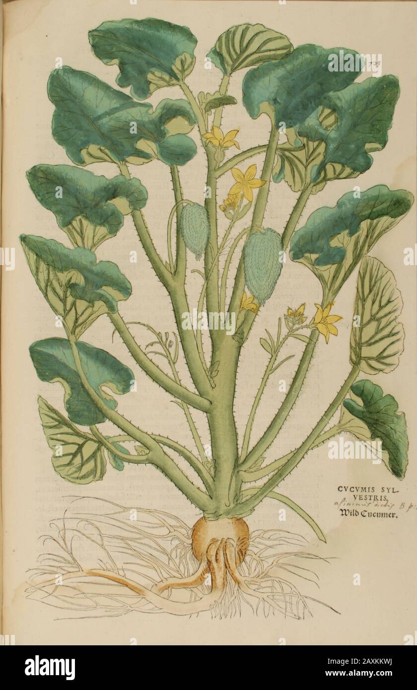 Cucumis, XVIe siècle, aquarelle, peint à la main imprimé botanique de bois de Leonhart Fuchs livre d'herbes: De Historia Stirpium Commentarii Insign Banque D'Images
