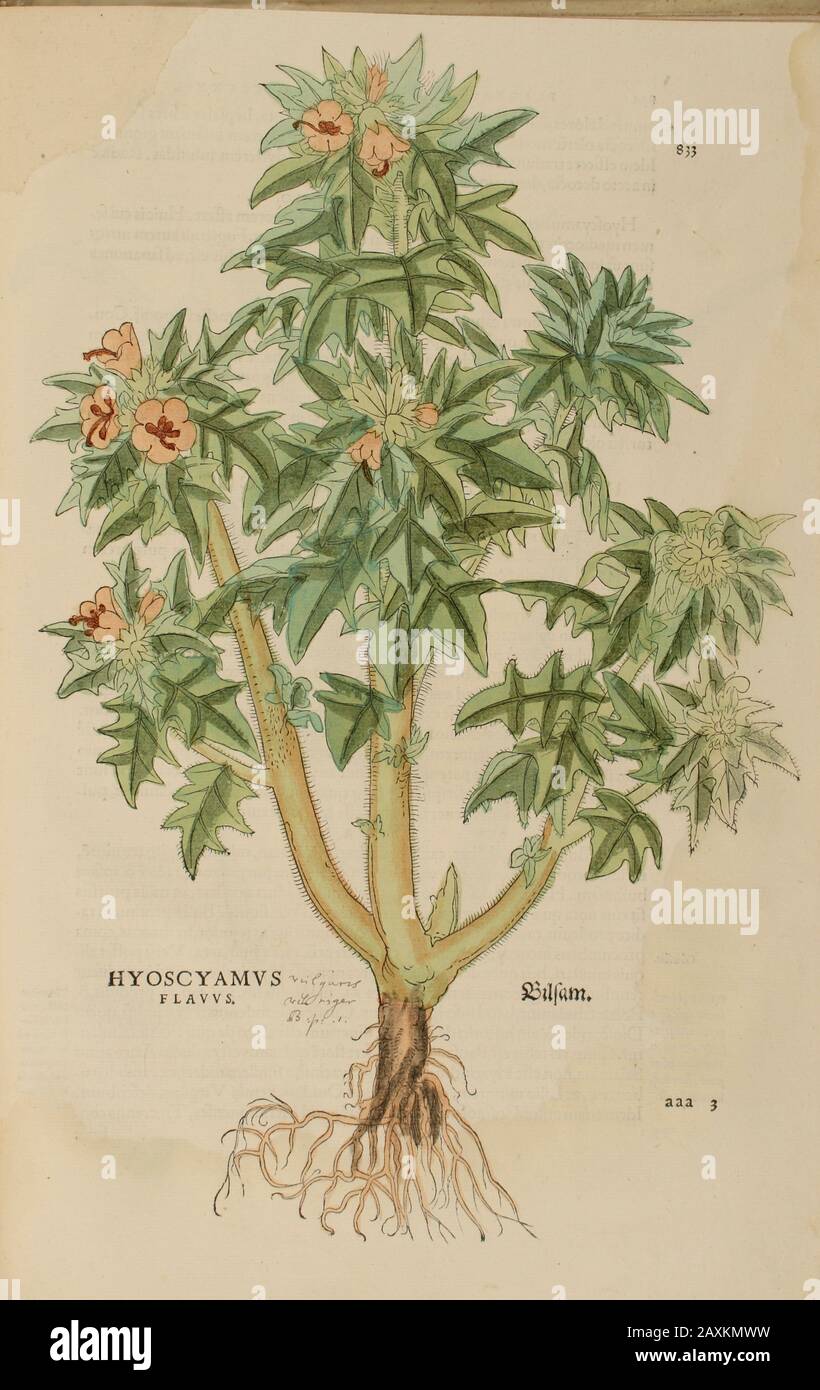 XVIe siècle, aquarelle, peinture à la main gravure botanique imprimé de Leonhart Fuchs livre d'herbes: De Historia Stirpium Commentarii insignes Publis Banque D'Images