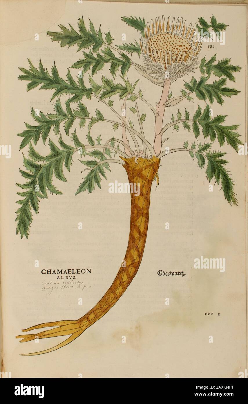 XVIe siècle, aquarelle, peinture à la main gravure botanique imprimé de Leonhart Fuchs livre d'herbes: De Historia Stirpium Commentarii insignes Publis Banque D'Images