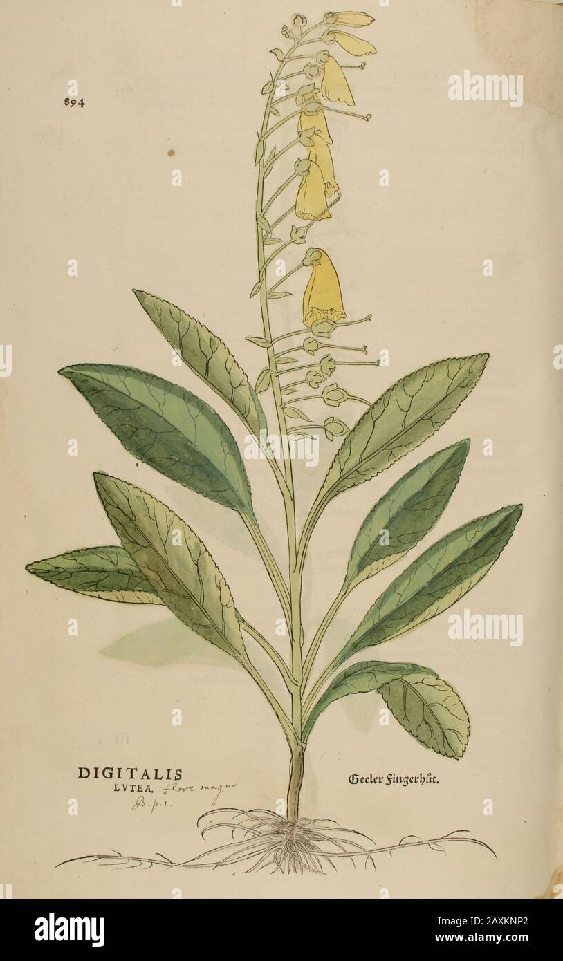XVIe siècle, aquarelle, peinture à la main gravure botanique imprimé de Leonhart Fuchs livre d'herbes: De Historia Stirpium Commentarii insignes Publis Banque D'Images