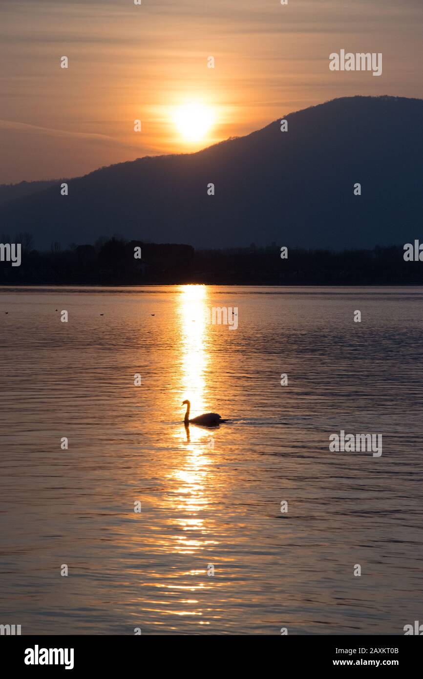 Un cygne dans un lac devant le coucher du soleil Banque D'Images