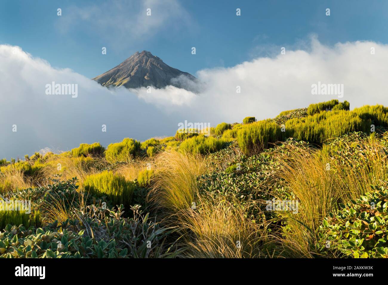 Mont Taranaki, Près De Pouakai Hut, Parc National D'Egmont, Taranaki, Île Du Nord, Nouvelle-Zélande, Océanie Banque D'Images