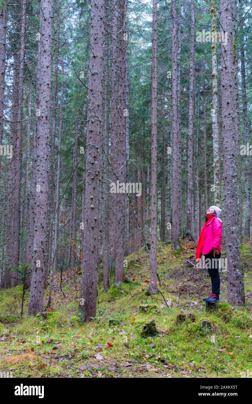 Jeune femme admirant les grands arbres de la forêt, Réserve naturelle de Somadida, Dolomites, Auronzo di Cadore, Belluno, Vénétie, Italie Banque D'Images
