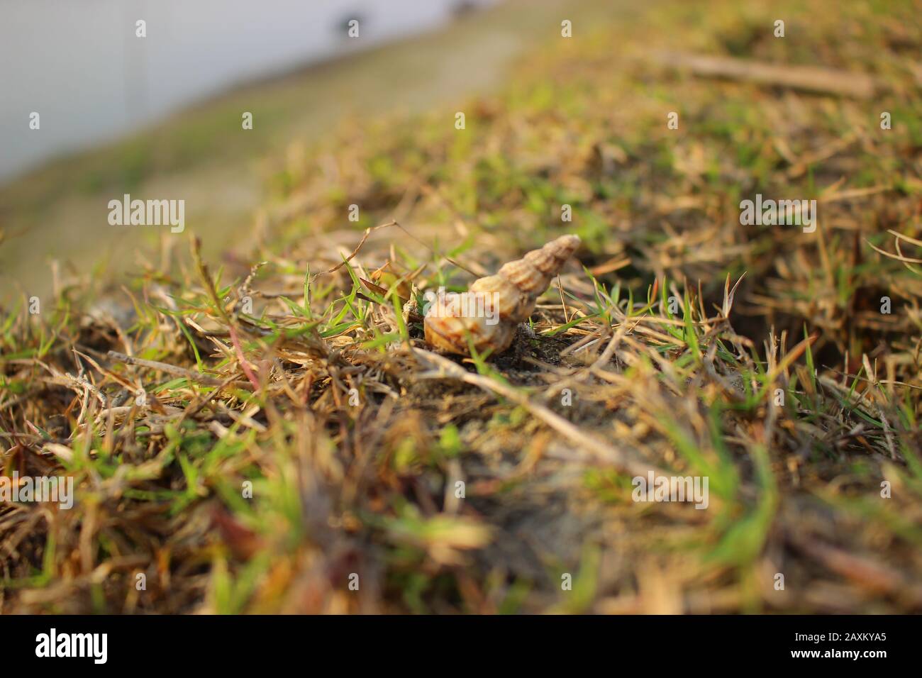 Photographie De Micropaysage Banque D'Images