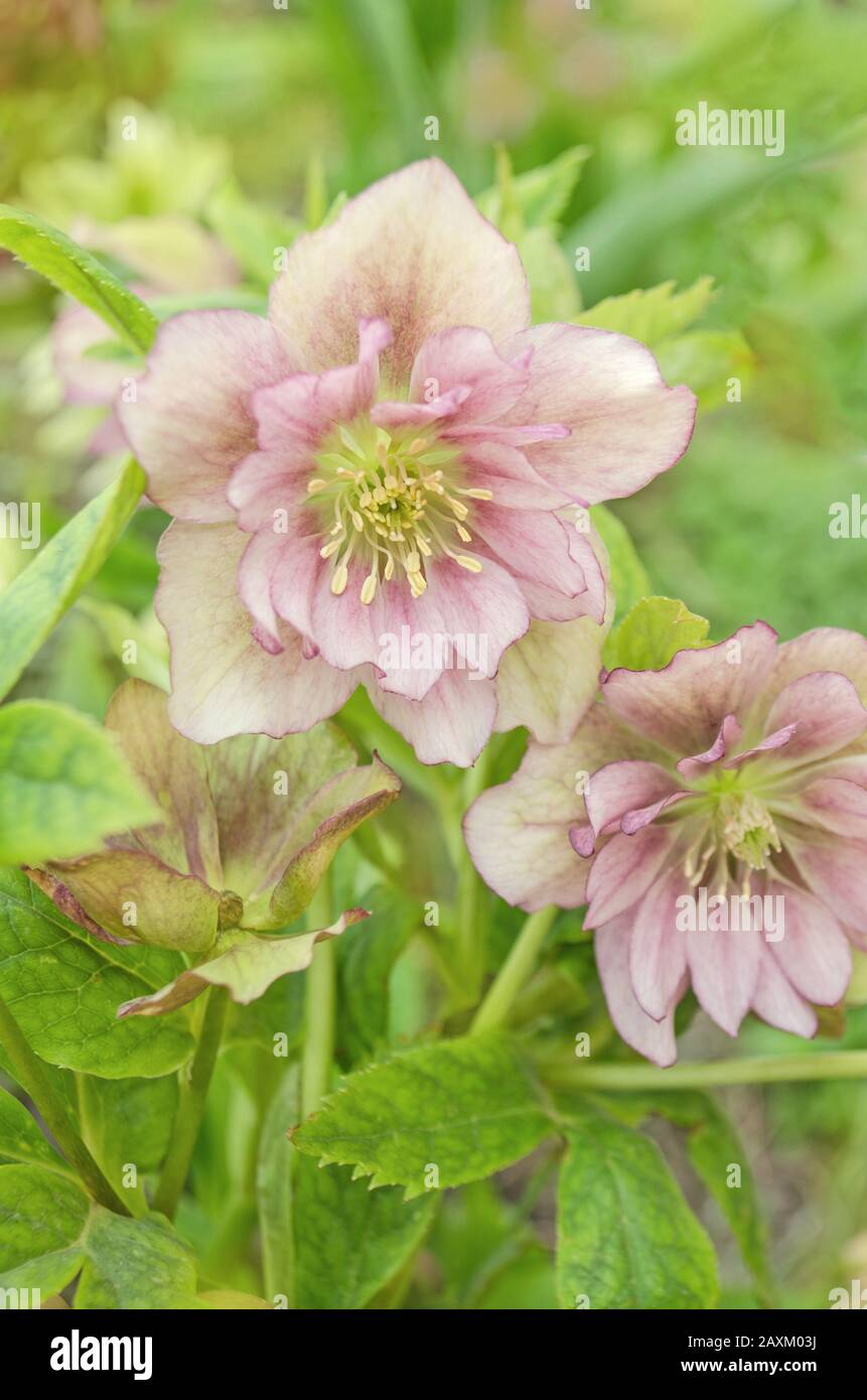 Rose Hellebore ou lenten. Helleborus double ellen bloom Banque D'Images