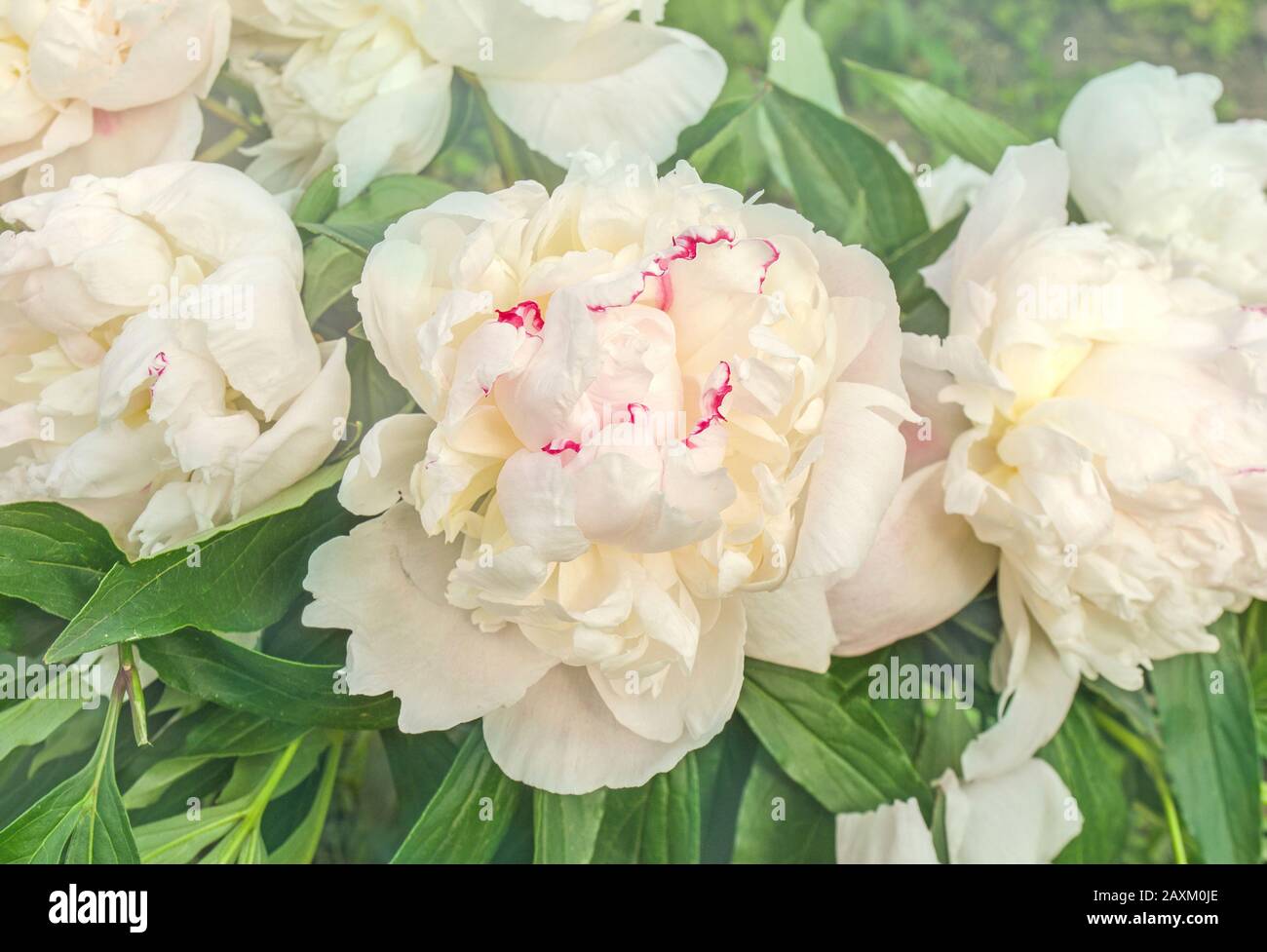 Pivoines blanches sur fond vert. Belle pivoine blanche en fleurs au  printemps dans le jardin Photo Stock - Alamy