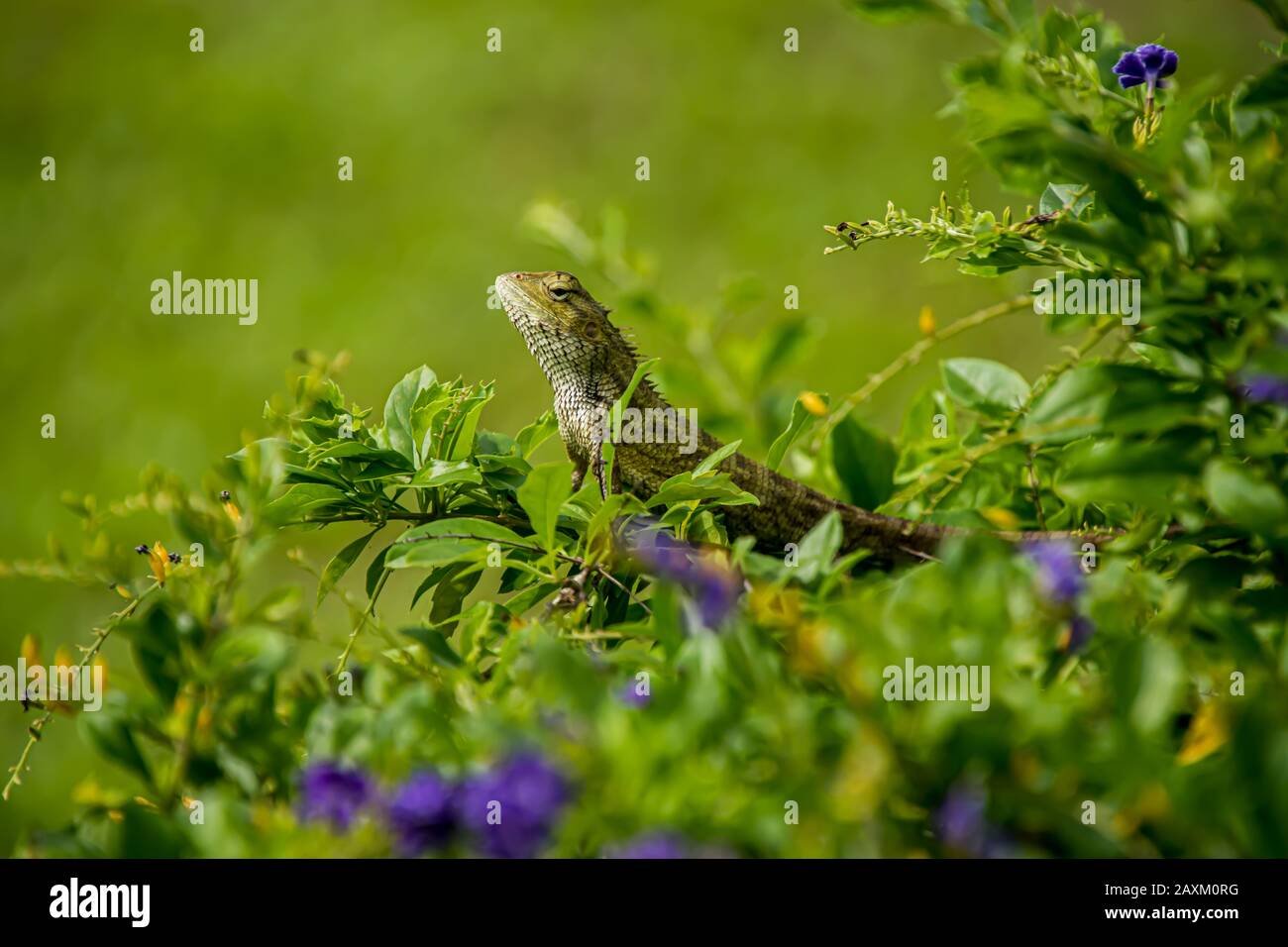 Lézard se tenant fièrement sur un buisson aux jardins près de la baie, Singapour Banque D'Images Lézard se tenant fièrement sur un buisson aux jardins près de la baie, Singapour Banque D'Images