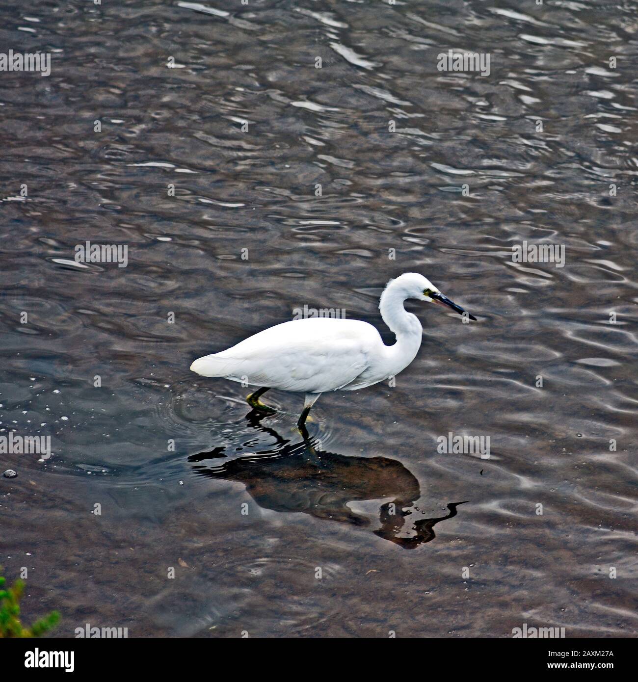 Little Egret À La Réserve Du Marais Pitchwell De La Rspb, Norfolk Banque D'Images