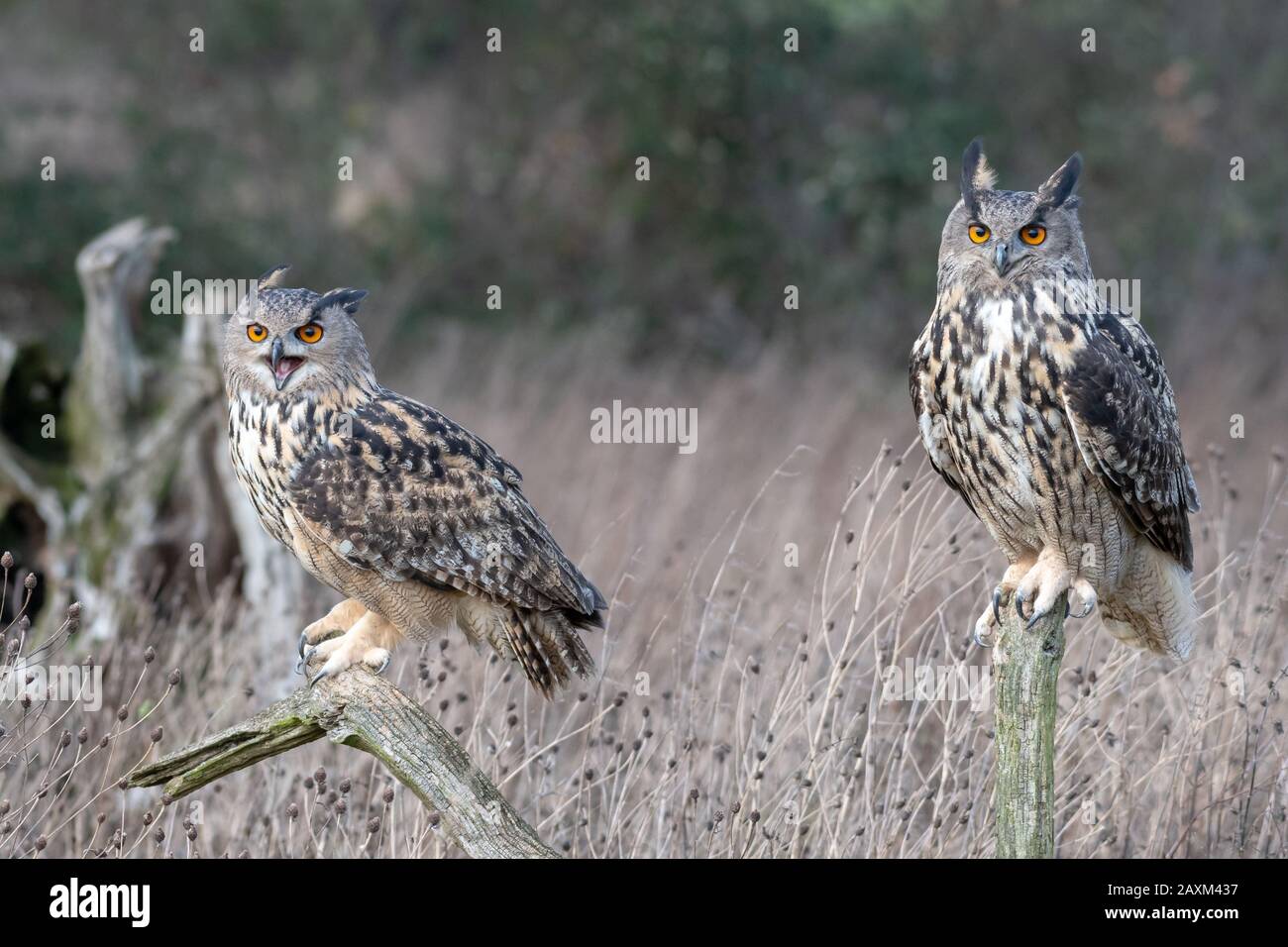 Paire de têtes d'aigle eurasiennes (Bubo bubo) perchées Banque D'Images