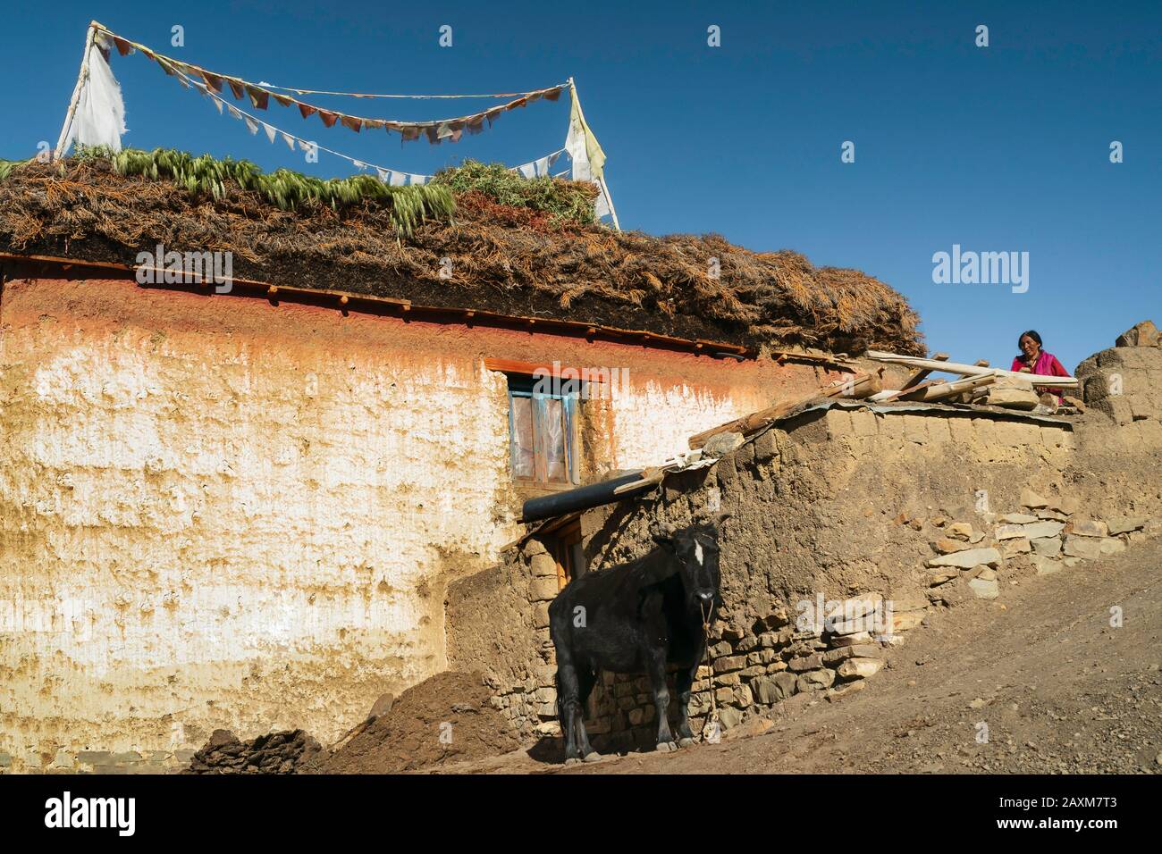 Maison de village locale avec fourrage animal sur le toit pour le stockage, femme, vache, et drapeaux de prière contre le ciel bleu dans l'Himalaya. Komic, Inde. Banque D'Images