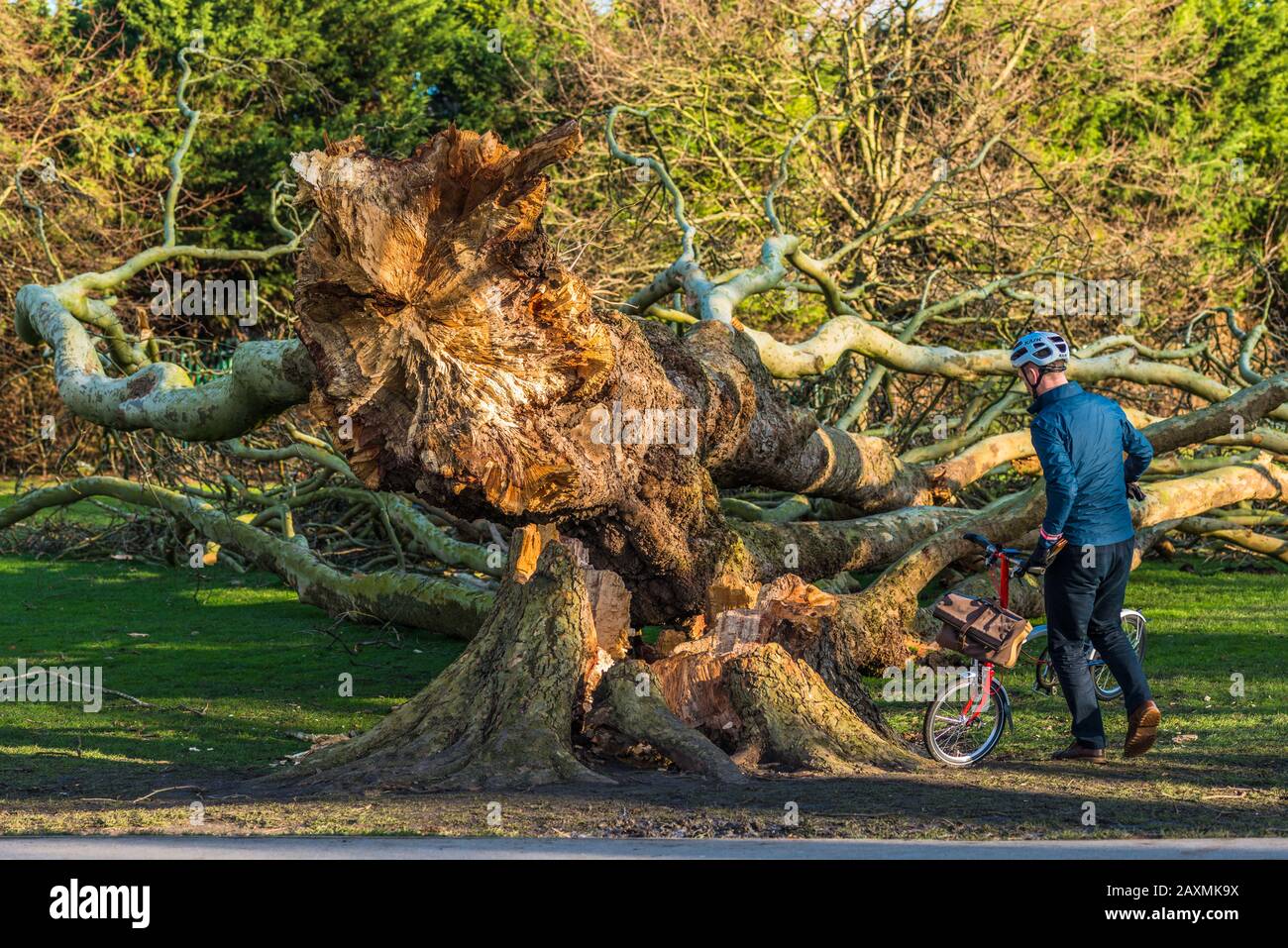 Dégâts de l'arbre d'avion de Londres sur Jésus Vert de la tempête Ciara. Les arbres sur Jésus Lock à Midsummer chemin commun sont là depuis 1913. Cambridge. ROYAUME-UNI. Banque D'Images
