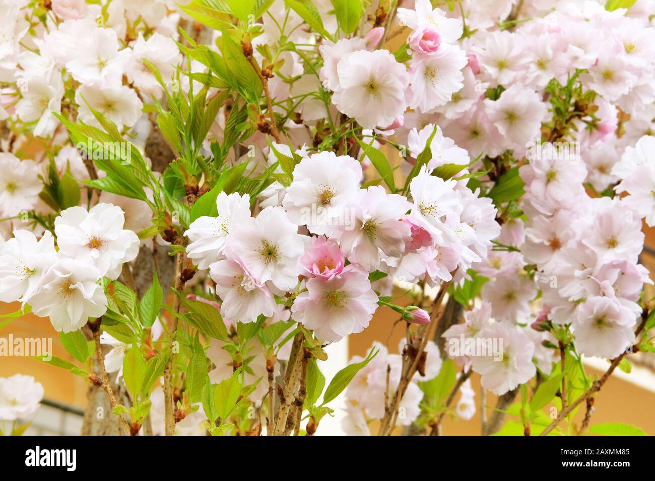 Sakura fleurit dans le parc, près. Les fleurs roses et blanches poussent au Japon. Aménagement paysager et décoration au printemps. Banque D'Images