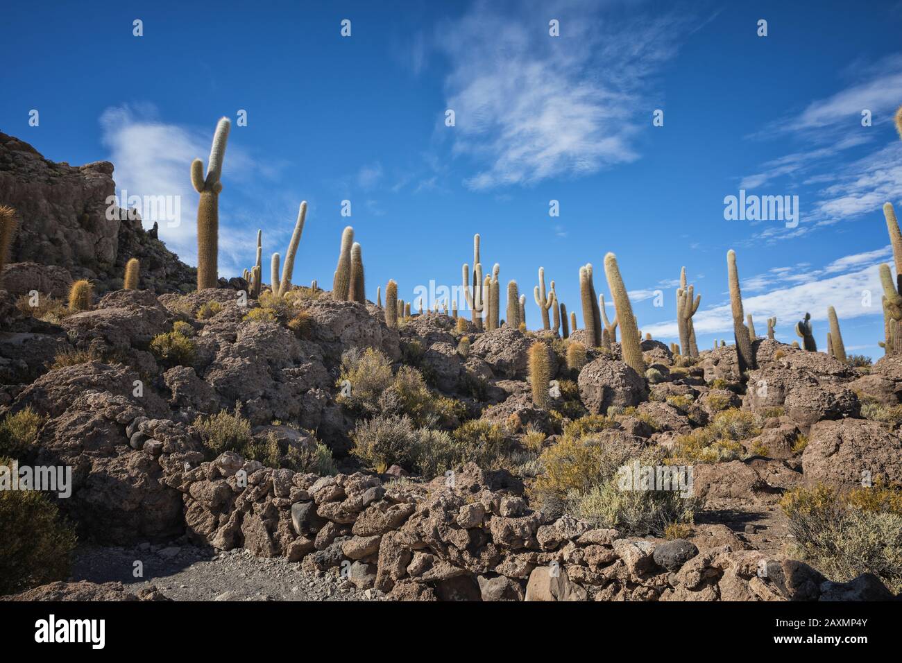 Champ de Cactus sur l'île incahuasi à Uyuni Banque D'Images