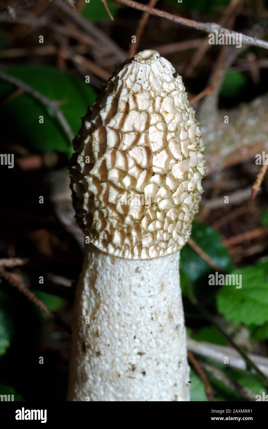 Commun stinkhorn, Gemeine Stinkmorchel, Phallus impudicus, erdei szömörcsög Banque D'Images