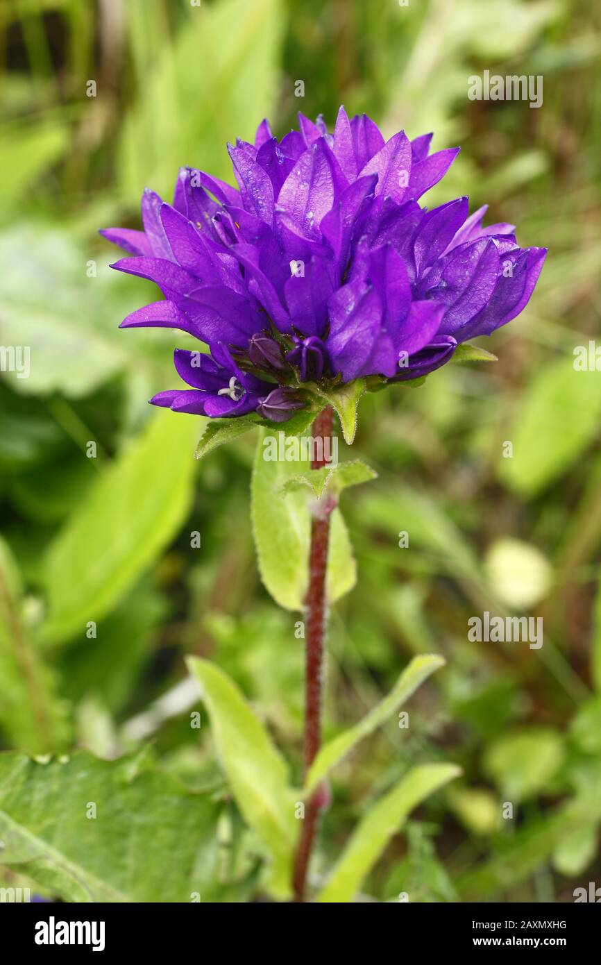 Gewöhnliche Knäuel- Glockenblume, Campanula glomerata ssp. Glomerata Banque D'Images