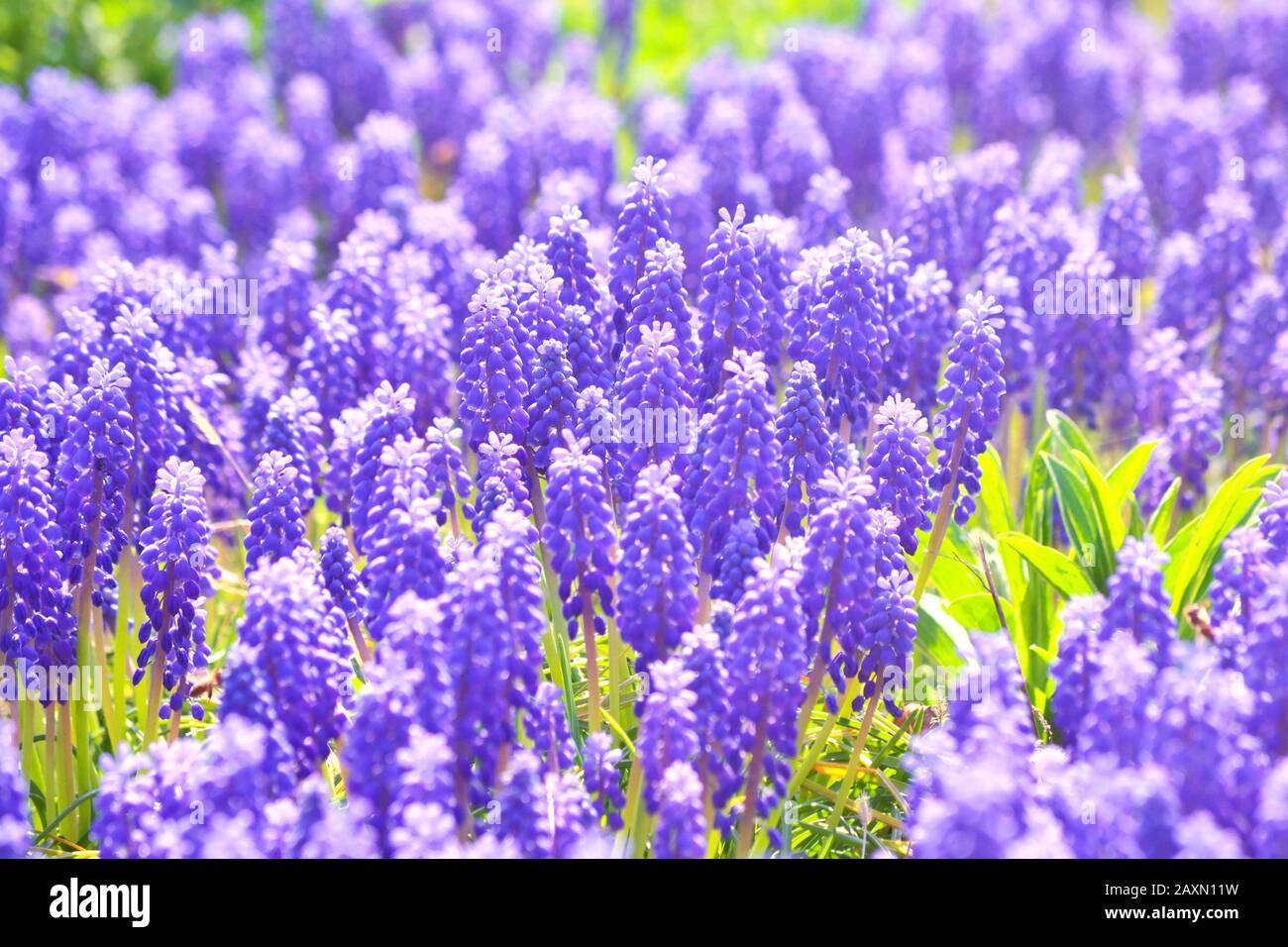 contexte beaucoup de fleurs violettes des petites cloches et un filtre de gros plan Banque D'Images