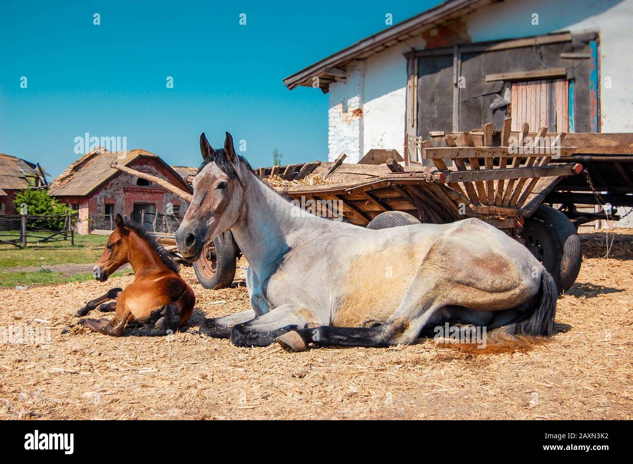 le cheval adulte mare blanc et son poual brun est allongé près d'une voiturette en bois par une journée ensoleillée Banque D'Images