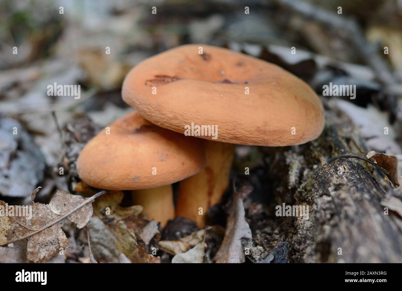 Délicieux champignons sauvages comestibles, avec beaucoup de noms communs, chapeau de lait de Weeping, Milkcap Tawny, le laiteux orange-brun, Banque D'Images