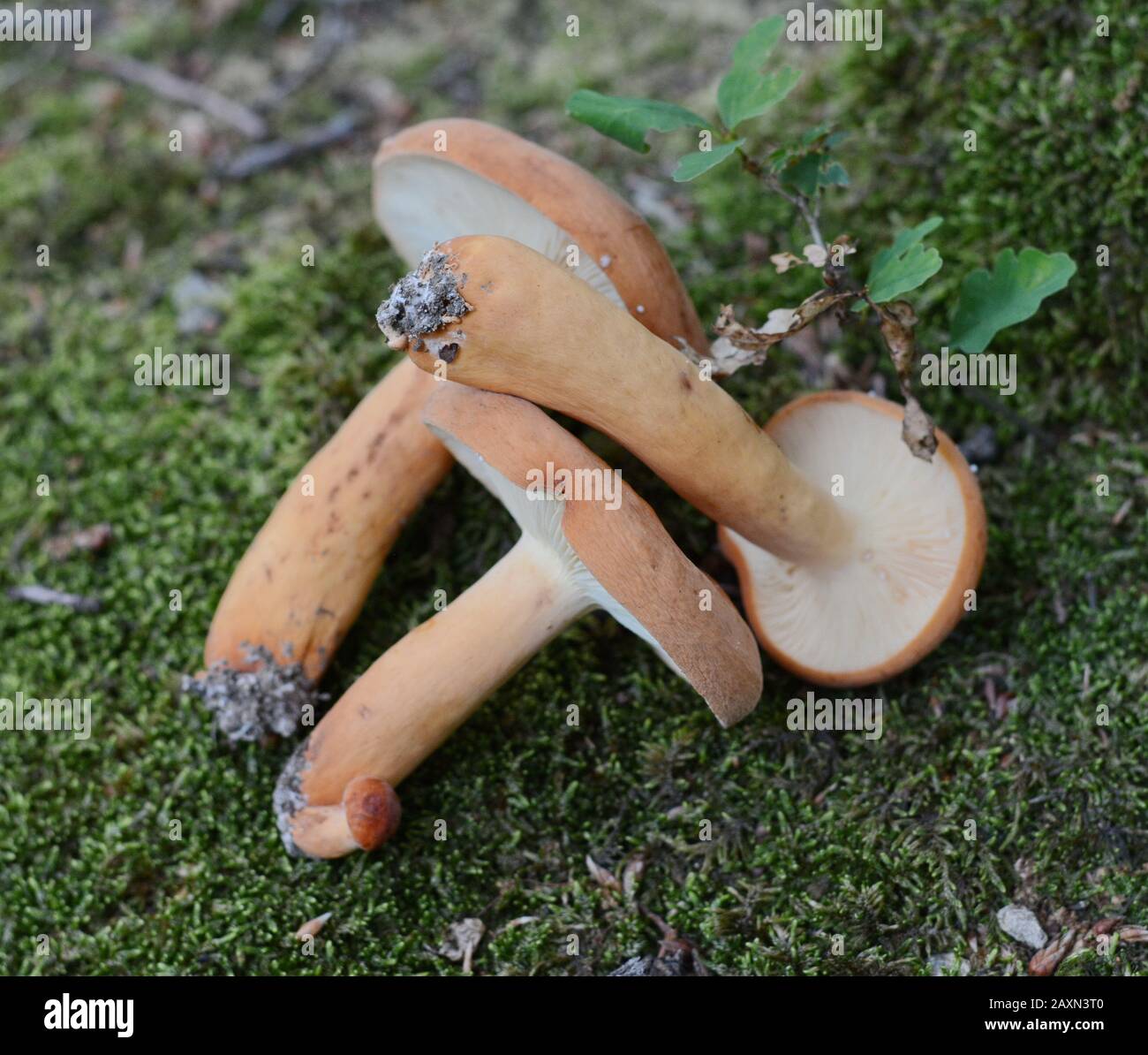 Délicieux champignons sauvages comestibles, avec beaucoup de noms communs, chapeau de lait de Weeping, Milkcap Tawny, le laiteux orange-brun, Banque D'Images