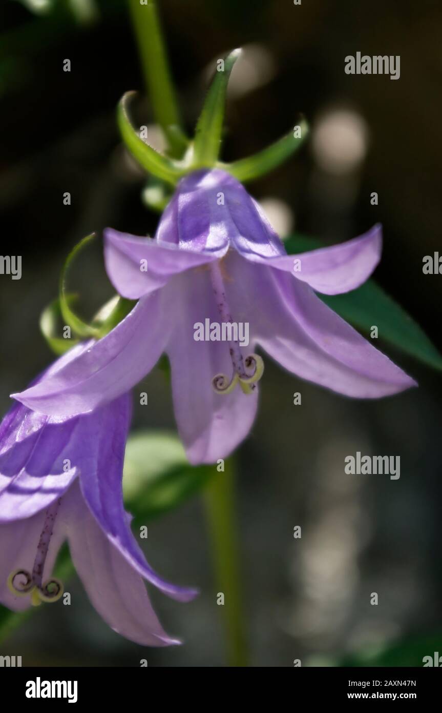 Macro de fleur dans la région des Pyrénées aragonaises Huesca Espagne. Banque D'Images