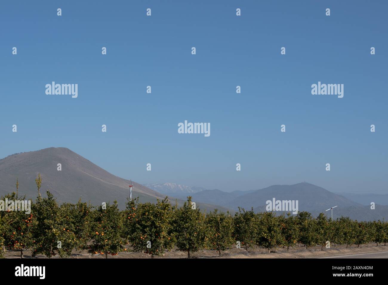 Journée hivernale hazy dans un verger d'agrumes de Californie. Sanger, CA Banque D'Images