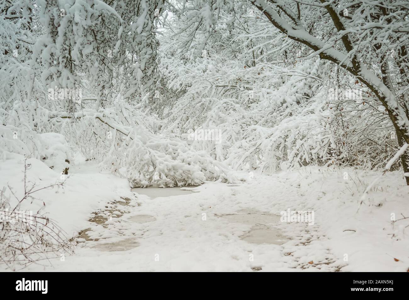 Arbres enneigés plantes forêt en hiver filtre, effet. Hiver naturel Noël nouvel an fond. Neige des bois sous. Banque D'Images